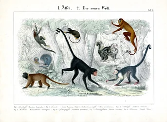 Monkeys of the New World
