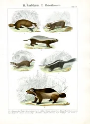 Mustelid Carnivores