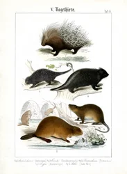 Porcupine, Coendus and Other Rodents