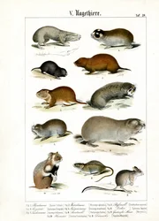 Rodents and Their Morphological Adaptations