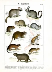 Rodents from Various Continents