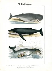 Sperm Whale, Humpback Whale and Whaling