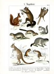 Various Rodent Species from Europe and America