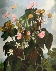 Oblique-leaved Begonia