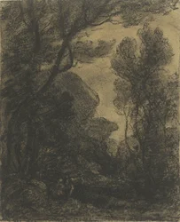 Forest view at evening