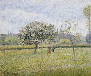 Apple Tree in Flower at Eragny