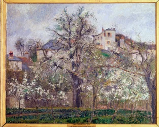 Spring, Plum Blossoms in Pontoise