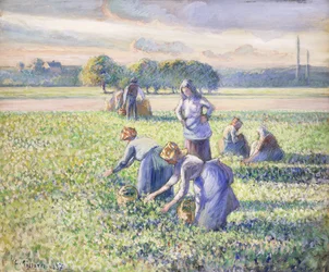 The Harvest of Peas, 1887