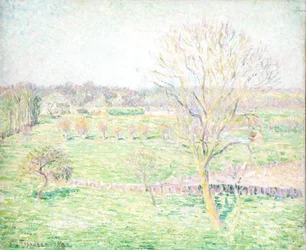 A Field with a Walnut Tree in Spring