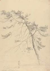 A Fir Tree on the Way from East Cowes