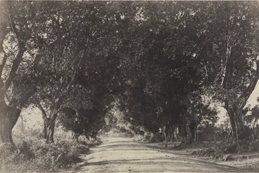 Avenue of the Banian Trees, Seringham, India, 1858