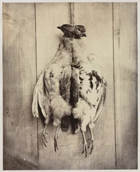 Partridges (recto), L.D. Campbell