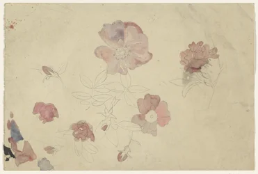 Flower Studies in Purple and Pink