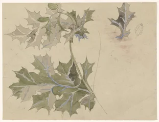 Thistle Leaves