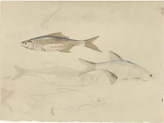 Four Barbel Fish