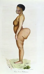 The Hottentot Venus, Bushman woman, from 