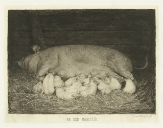 Sow with piglets lying in stable