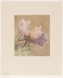 Withered Rose