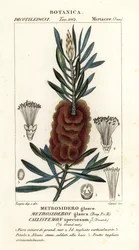 Albany bottlebrush