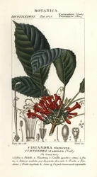 Cyrtandre plant, Cyrtandra staminea