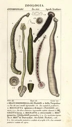 Fish leech and freshwater leeches: Branchiobdellida, Pontobdella spinosa, Whitmania laevis, Hirudo vittata, Piscicola geometra, Ichthyobdella geometra, Geobdella trochetii