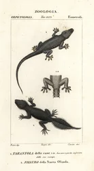 House Gecko, Hemidactylus frenatus 1, and Broad-tailed Gecko, Phyllurus platurus 2