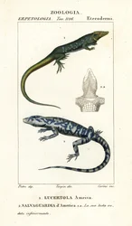 Jungle-runner, Ameiva ameiva, and golden tegu, Tupinambis teguixin