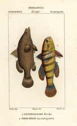 Nile perch and sleeper fish or gudgeon