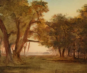 Forest Landscape at Morning Mood