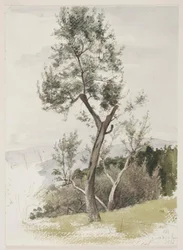 Trees on a Mountain Slope