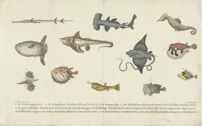 Twelve Different Fish Species