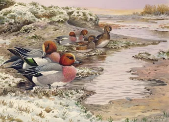 Daybreak on the Washes - Wigeon