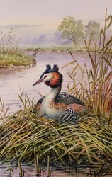 Great-Crested Grebes