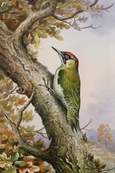 Green Woodpecker