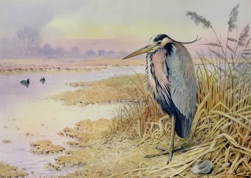 Grey Heron