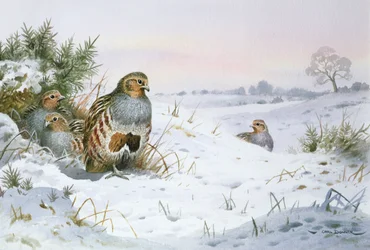 Grey Partridge