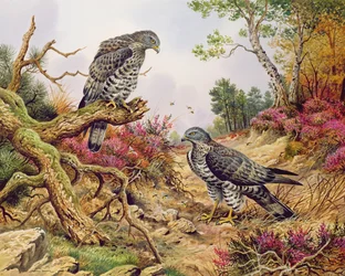 Honey Buzzards