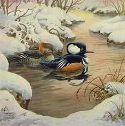 Hooded Mergansers on a Pool