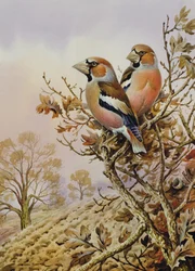 Pair of Chaffinches