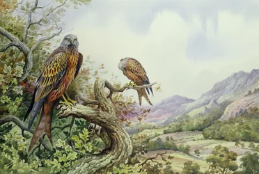 Pair of Red Kites in an Oak Tree