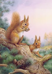 Pair of Red Squirrels on a Scottish Pine