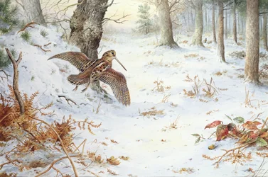 Snipe in Wooded Landscape