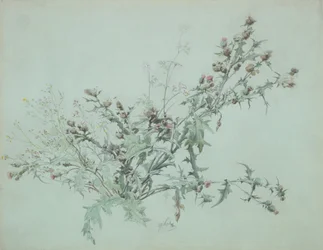 Study of a Flowering Thistle