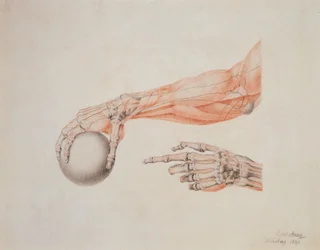 Anatomical Hands, 1837