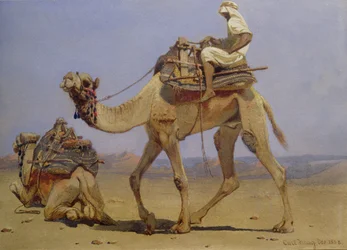 Camel Preparing to Lie Down