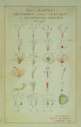 Illustration of the Linnean Plant Sexual System