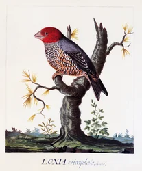 Red-headed Finch