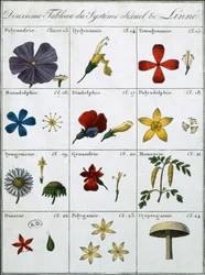 Second Table of the Linnean Plant Sexual System