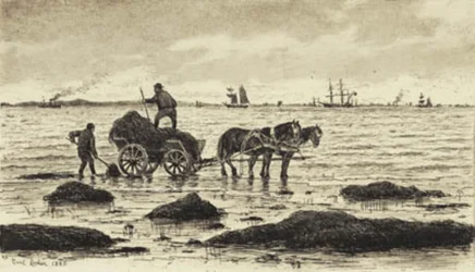 Farmers Driving Seaweed