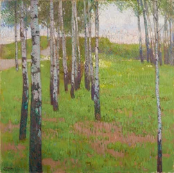 Birch Grove in Evening Light